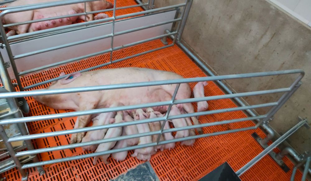 Sow lying on orange flooring in a pen with piglets suckling
